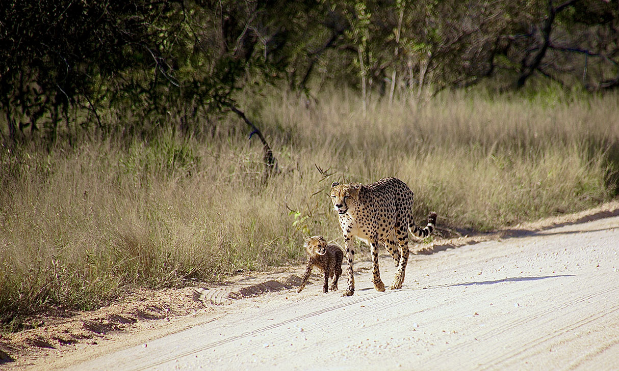 Cheetah mom with cub