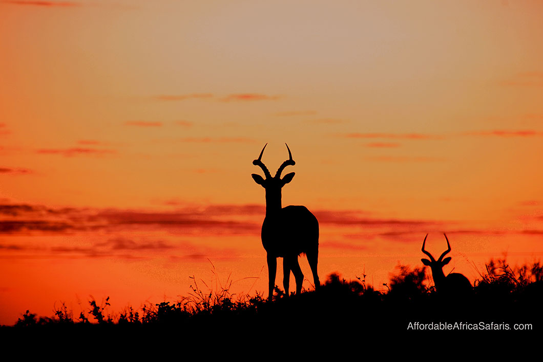 Sunset impalas