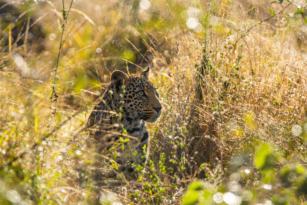 Young leopard watching