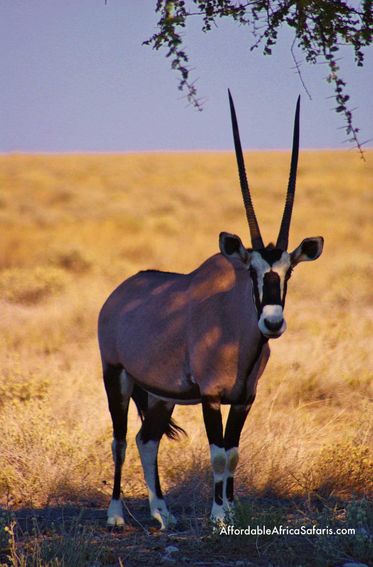 Spiesbock or Oryx