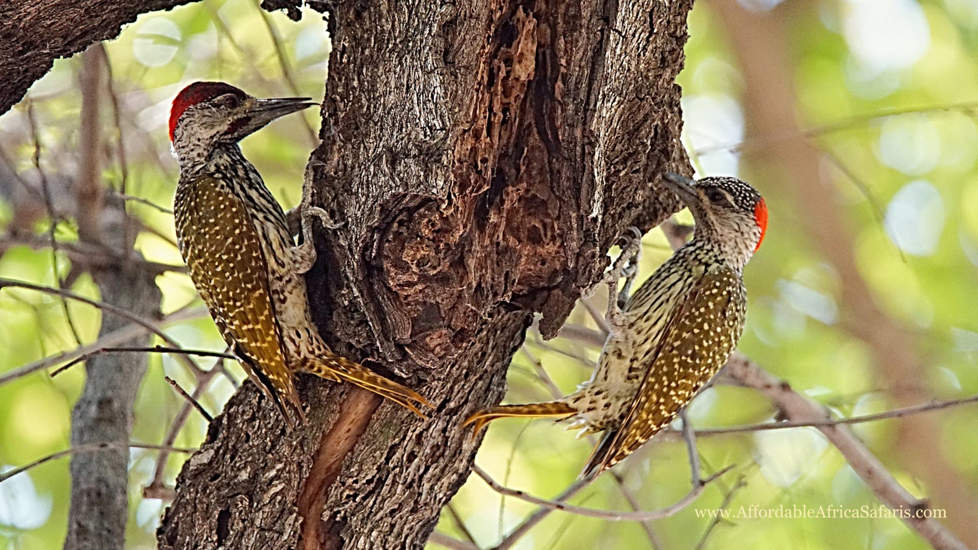 Golden-tailed Woodpeckers