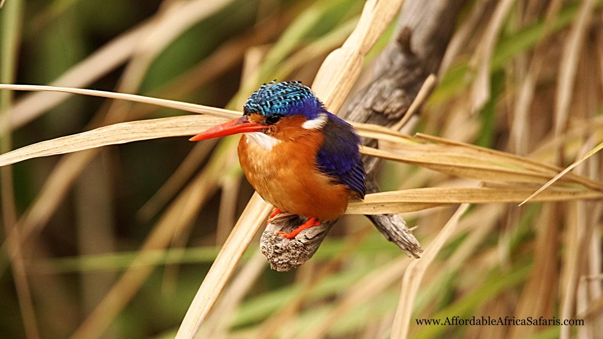 African Pigmy Kingfisher