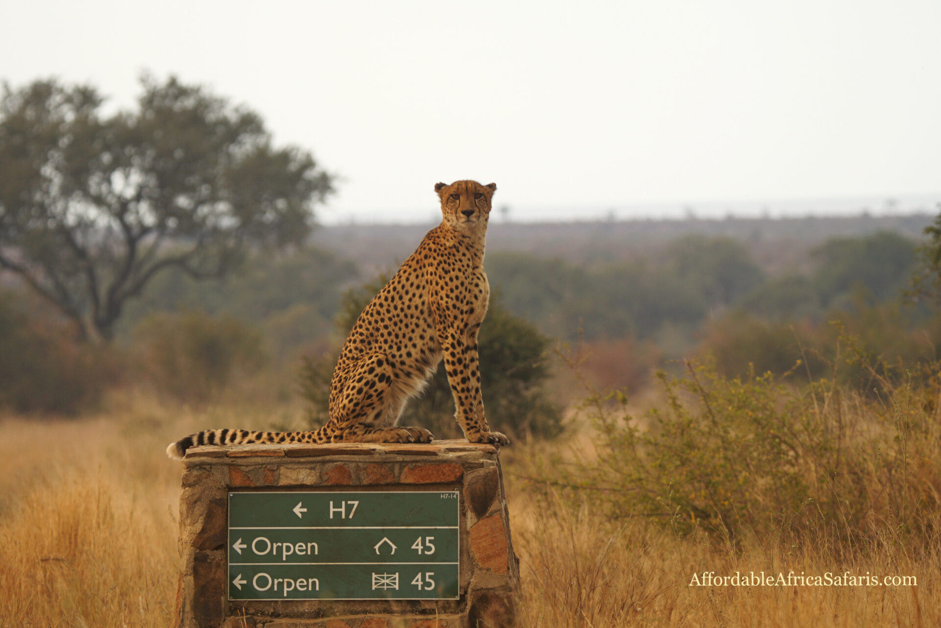 Cheetah on a Kruger Park signpost