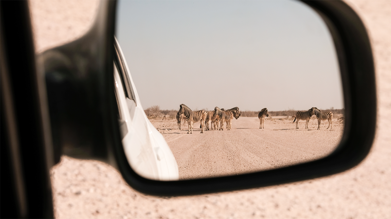 Self drive safari
