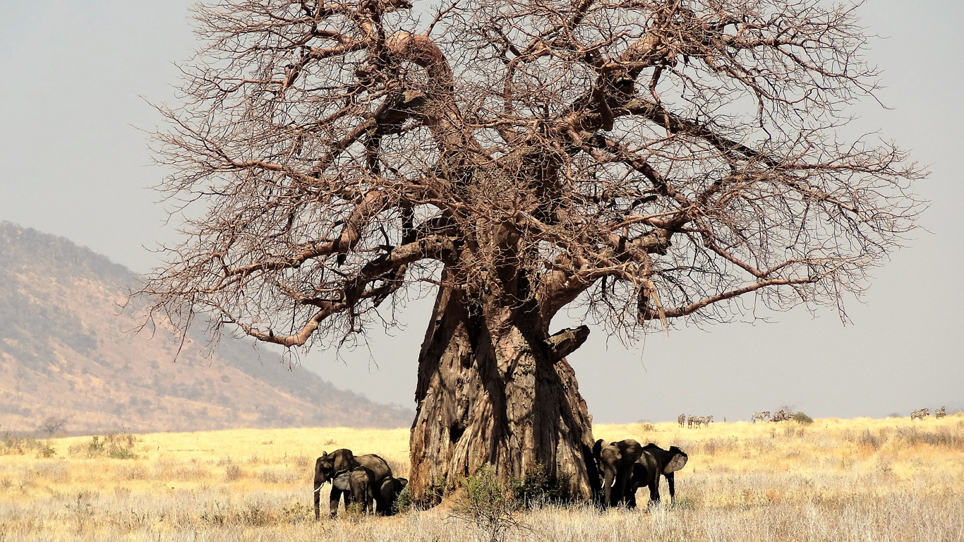 Baobab tree with elephants