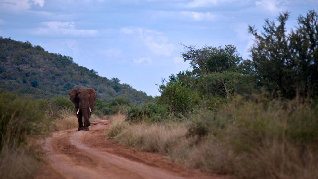 elephant on the road walking