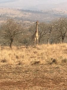south africa august 2019 giraffe