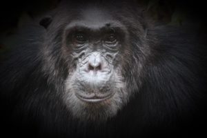 uganda august 2019 gorilla