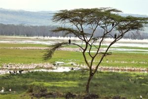 flamingos kenya february 2020