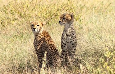 cheetahs kenya february 2020