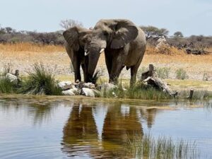 namibia elephants