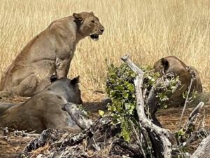 namibia lionesses
