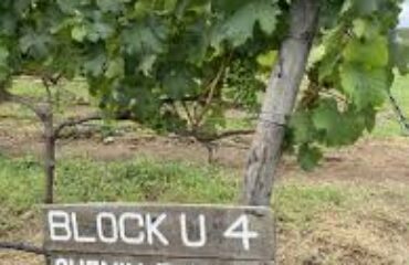 leleshwa winery vineyard