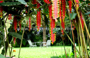 Natural deco the heliconia