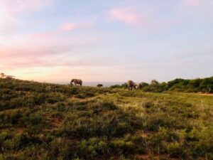 south africa elephants